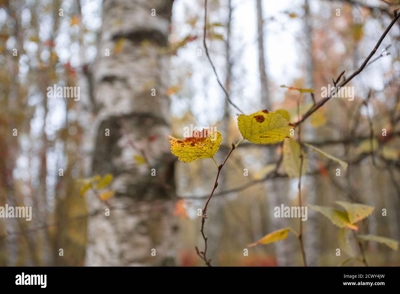 Yellow leaves on the background of birch trunks. Natural, autumn ...