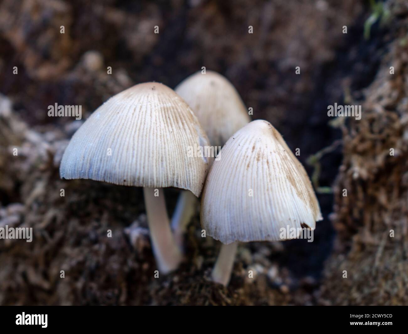 Coprinellus domesticus mushrooms Stock Photo