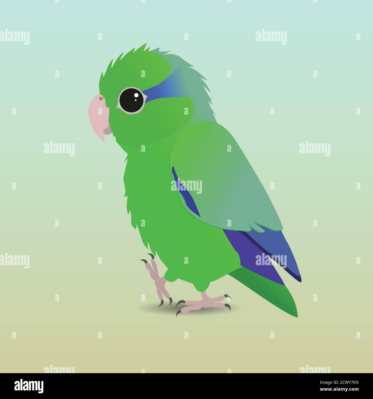 An illustration of a green pacific parrotlet. It's a male bird. Parrotlets are the smallest parrots. Stock Vector