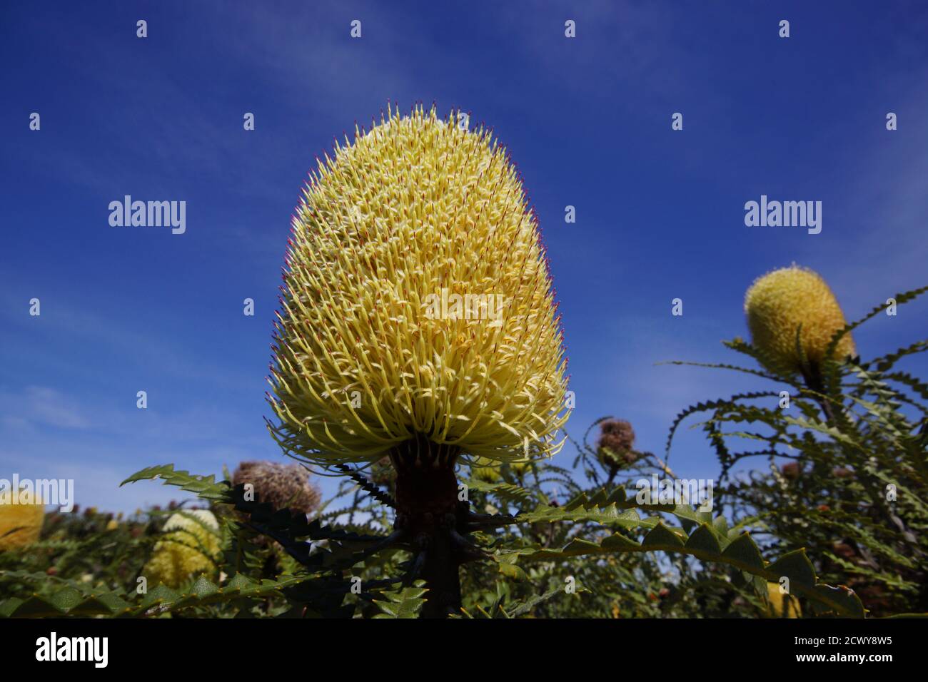 Flower of the showy banksia (Banksia speciosa) on sky background, natural habitat in Southwest Western Australia Stock Photo
