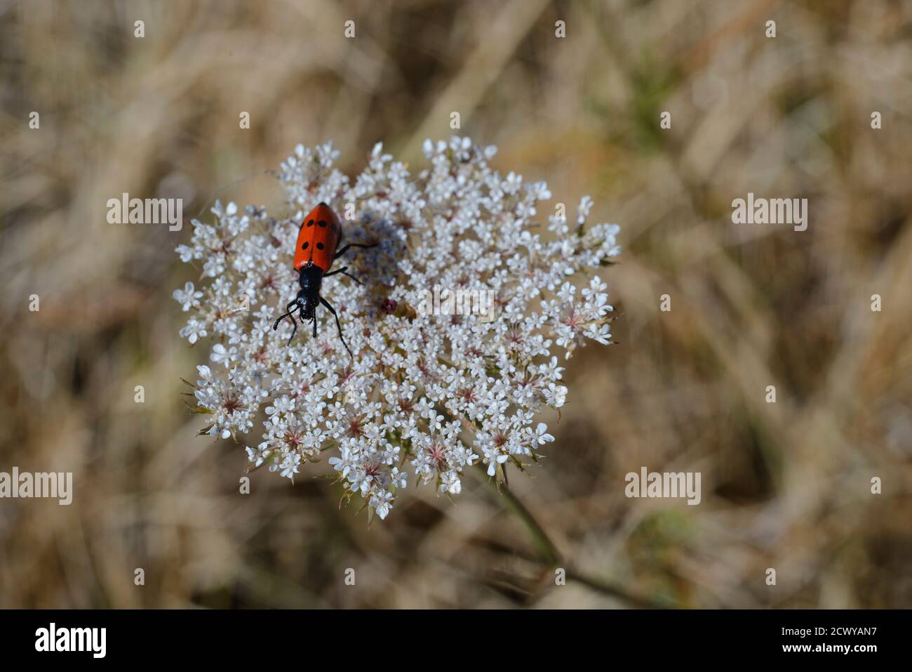 Fleurs De Bord Hi res Stock Photography And Images Alamy fleurs-de-bord-hi-res-stock-photography-and-images-alamy