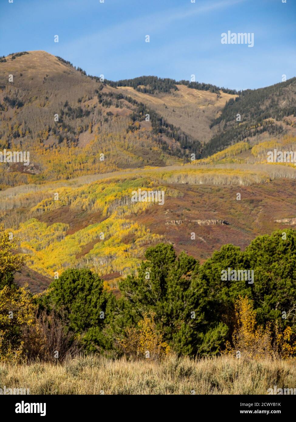 The slopes of the La Sal Mountains, in Utah, USA, covered in scrub oak and Quicking Aspen, in fall colours, on clear sunny day Stock Photo