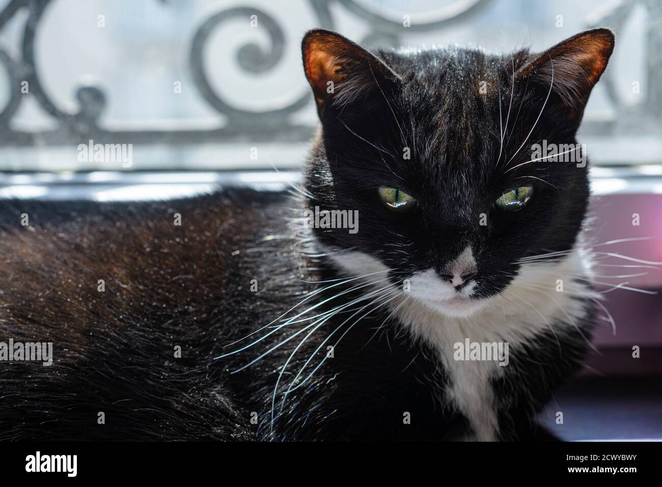 tête d'un chat noir et blanc. head of a black and white cat Stock Photo