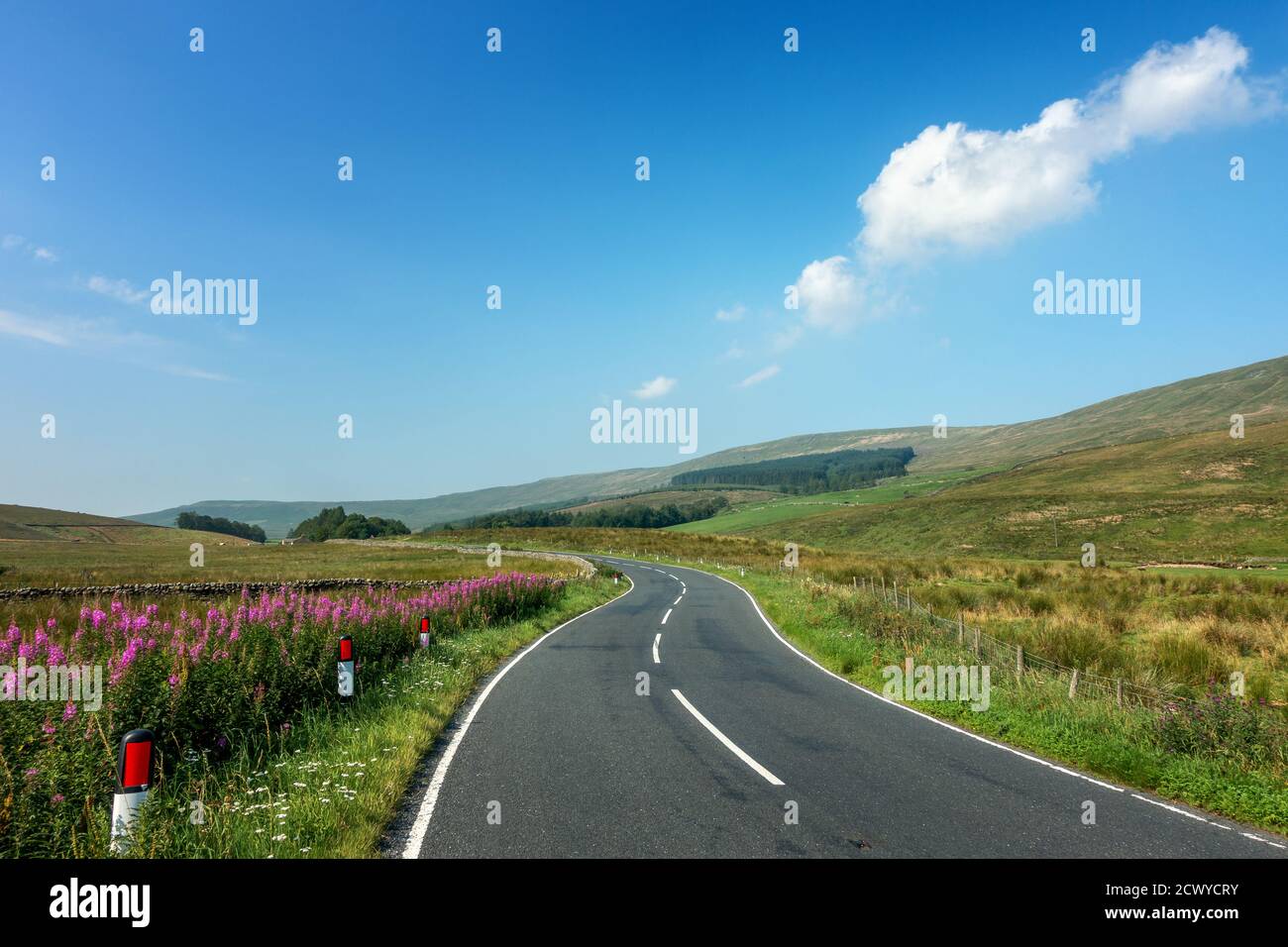 A quiet Cam Road, between Hawes and Ribblehead in stunning weather with Rosebay willhowherb (Chamerion angustifolium) lining the hedgerow, Snaizeholme Stock Photo