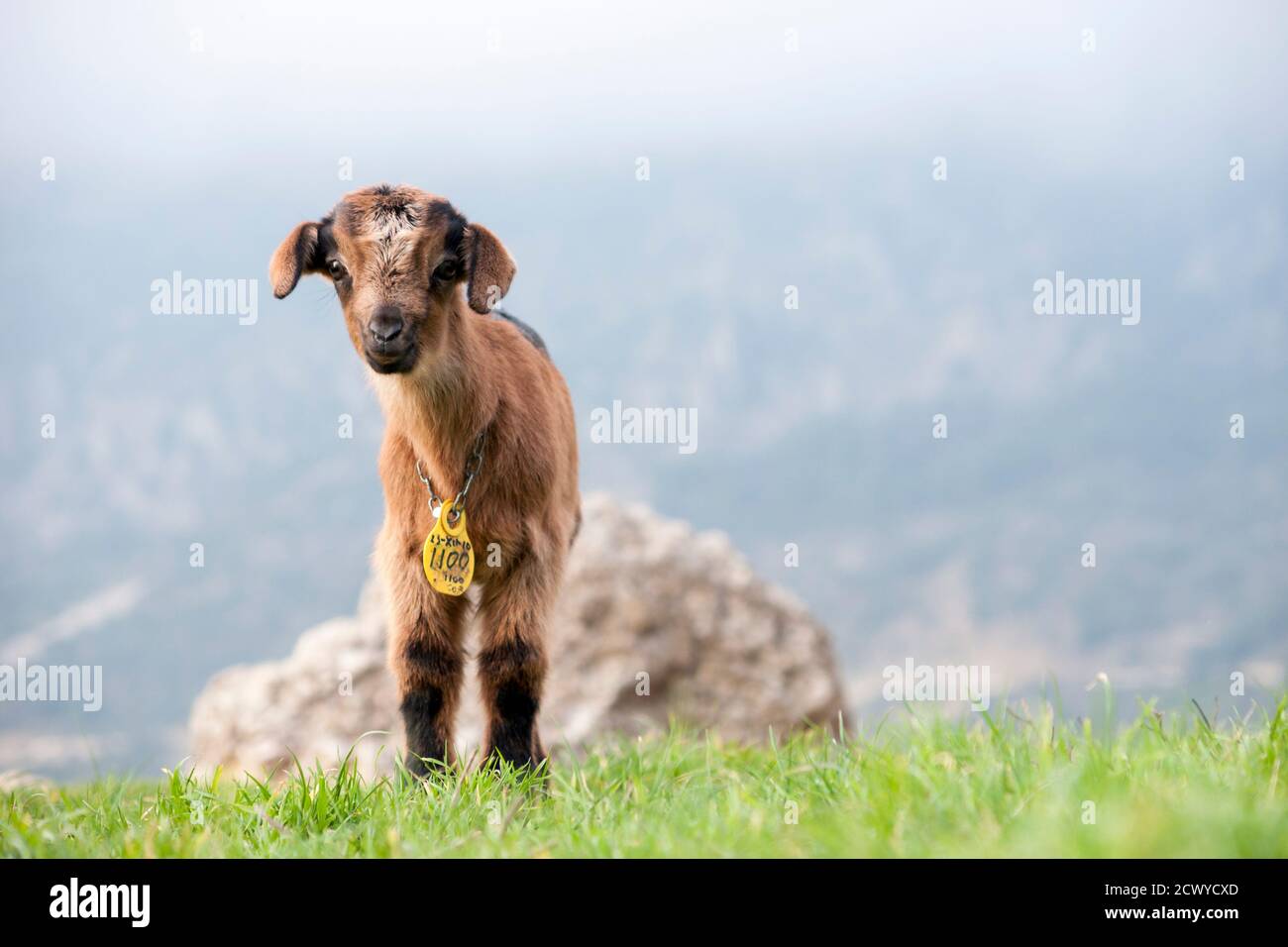 goat breeding in the mountain of Grazalema in Cadiz. Andalusia, Spain Stock Photo
