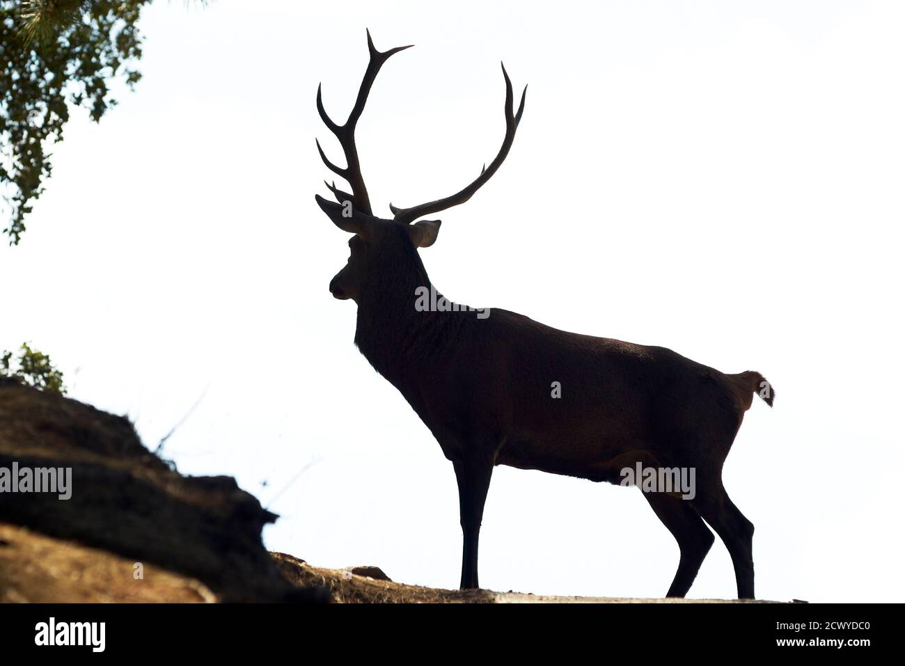 silhouette of adult deer during the bellowing in the mating season in Marbella. Andalusia, Spain Stock Photo