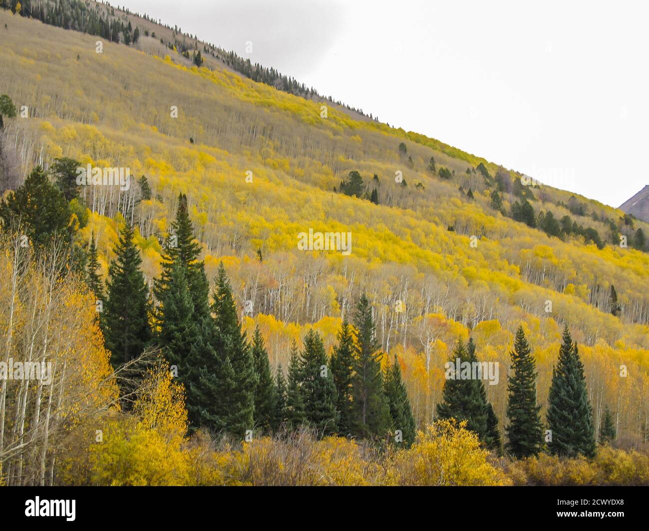 The slopes of the La Sal Mountains of Utah, USA, covered in fall forests of yellow colored quaking aspen, and evergreen, Douglas-firs, Stock Photo