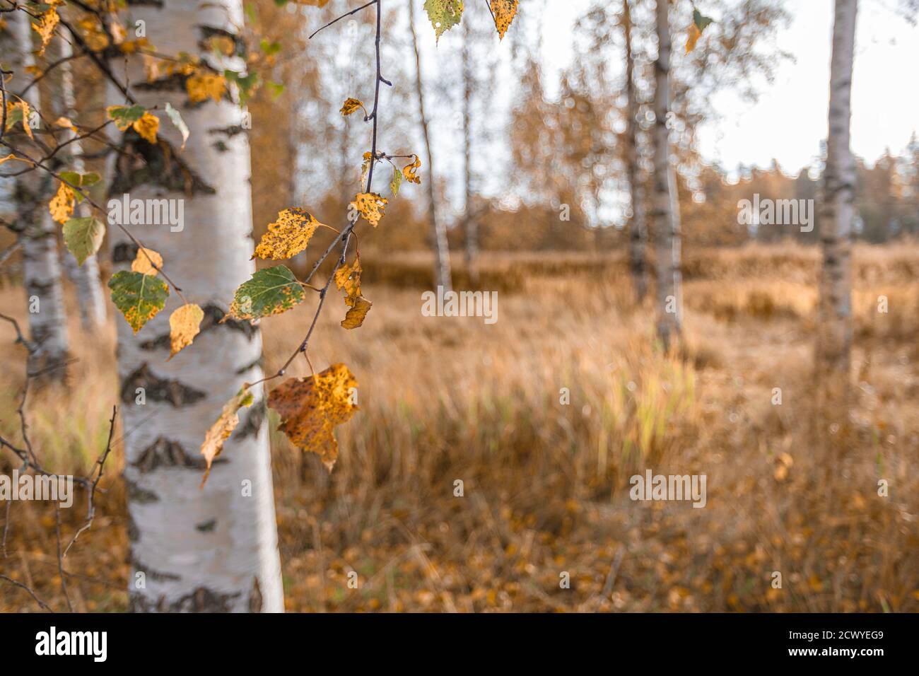 Yellow leaves on the background of birch trunks. Natural, autumn ...
