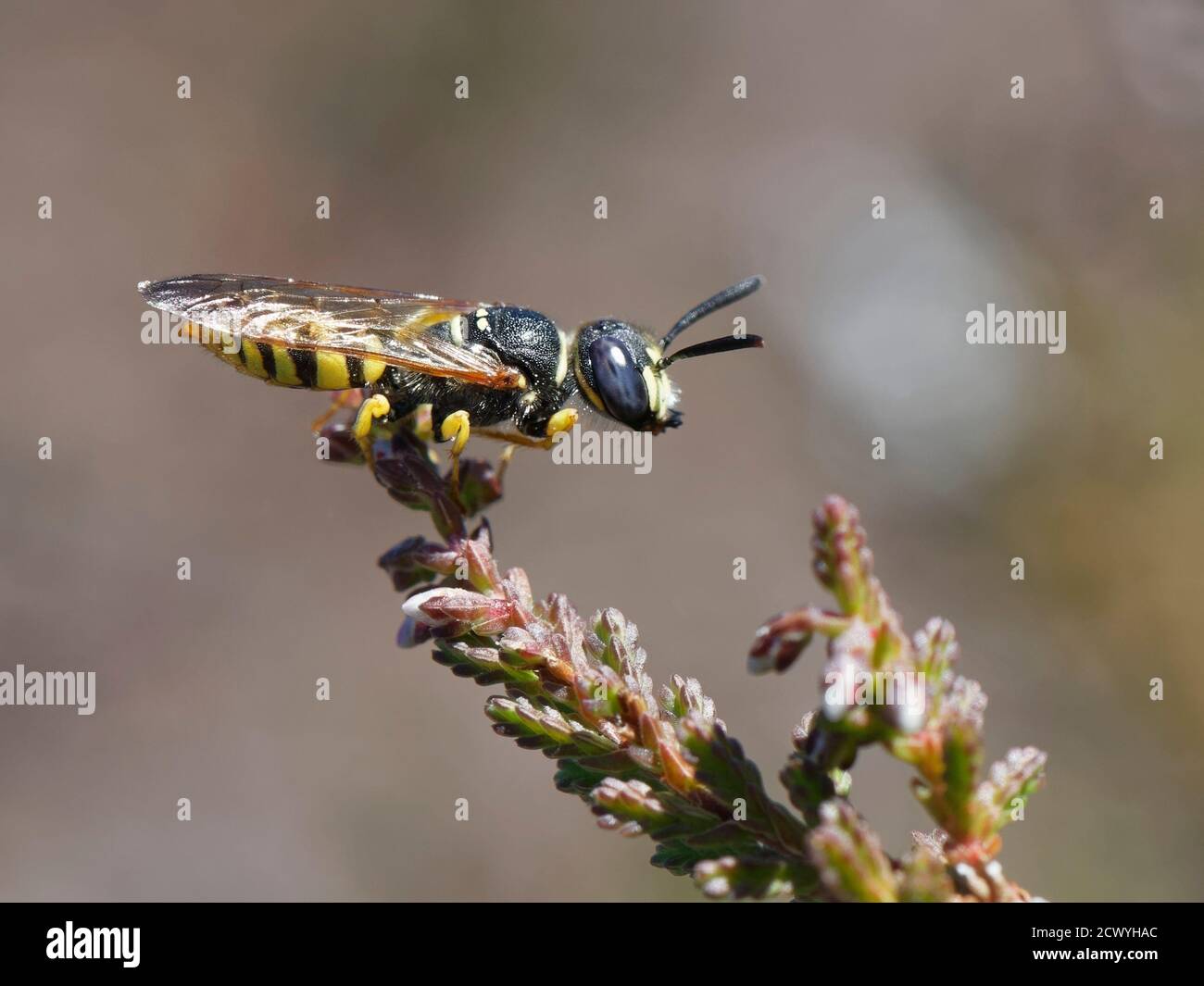 Bee wolf / Bee-killer wasp (Philanthus triangulum) male perched on heather in a small mating territory which he has marked with pheromones, Dorset, UK. Stock Photo