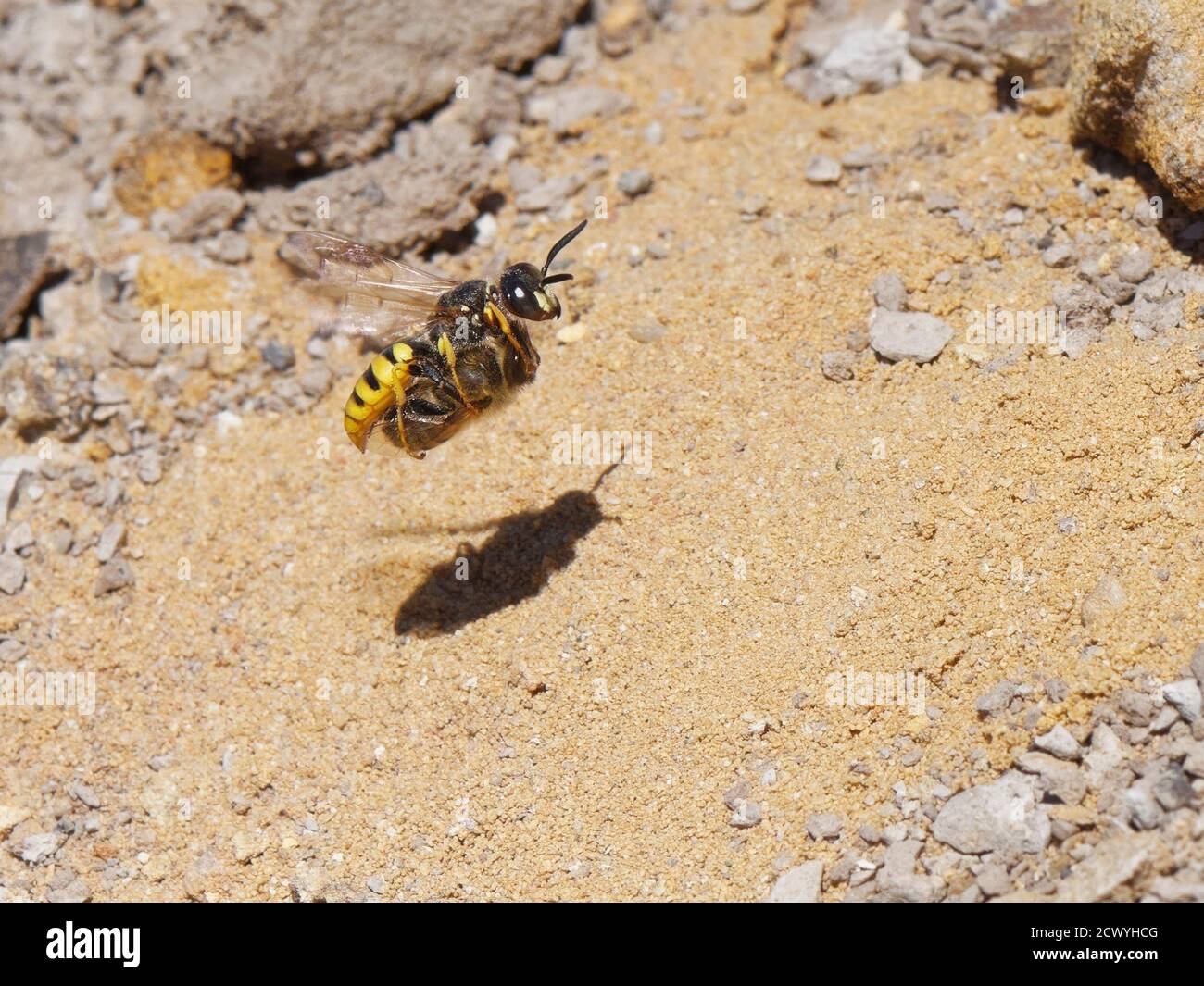 Bee wolf / Bee-killer wasp (Philanthus triangulum) female flying back to her nest with a paralysed Honey bee (Apis mellifera), Dorset heathland, UK. Stock Photo