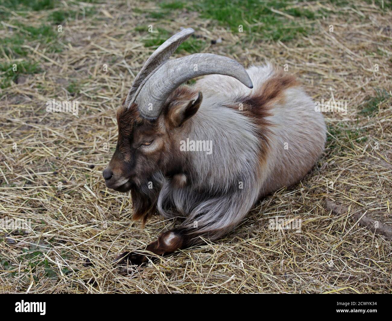 Long Horned Goat Stock Photo