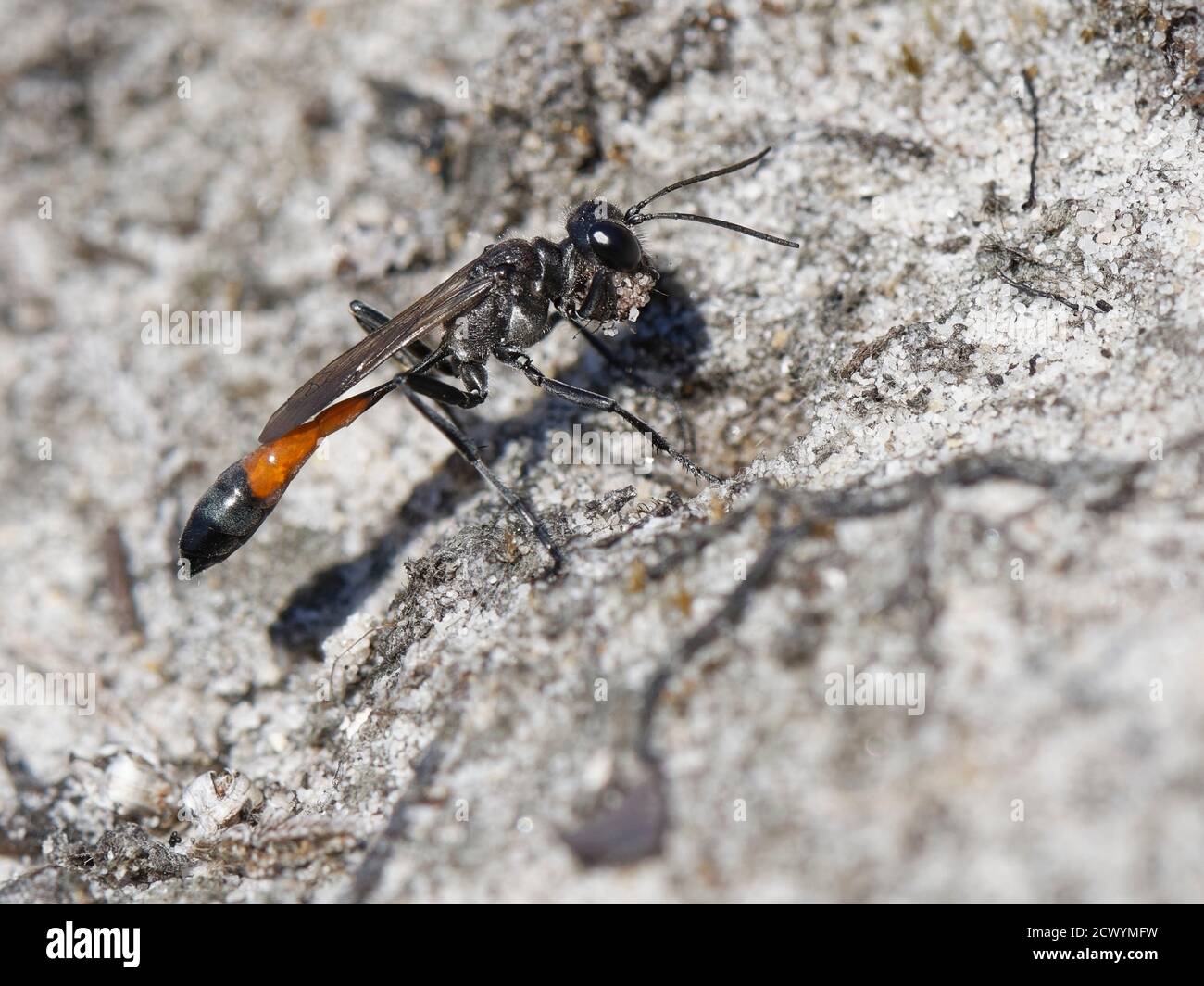 Heath sand wasp (Ammophila pubescens) excavating a nest burrow in heathland, carrying a ball of sand between its mandibles and front legs, Dorset, UK. Stock Photo