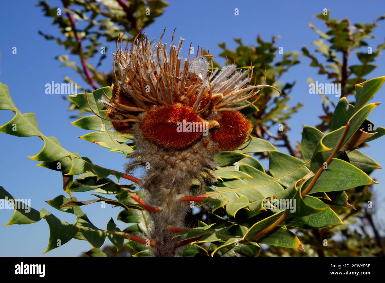 Cone of bird nest banksia with seed capsules (Banksia baxteri), Western Australia Stock Photo