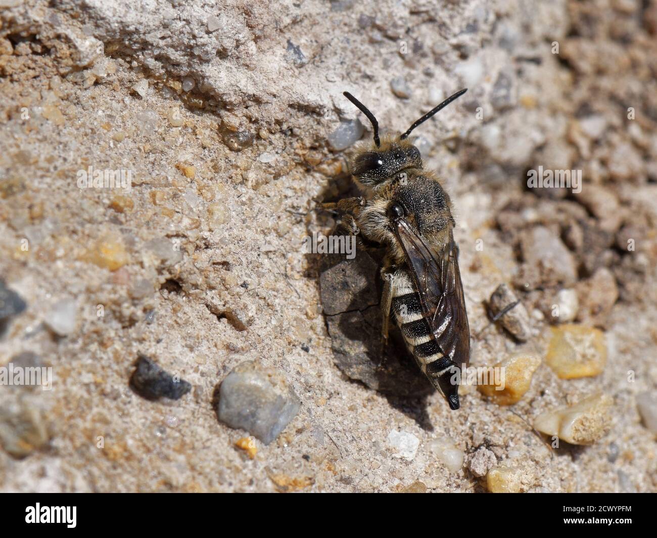 Rufescent sharp-tailed bee (Coelioxys rufescens) resting on a sandy bank near a colony of Green-eyed flower bees (Anthophora bimacuata) a host species Stock Photo