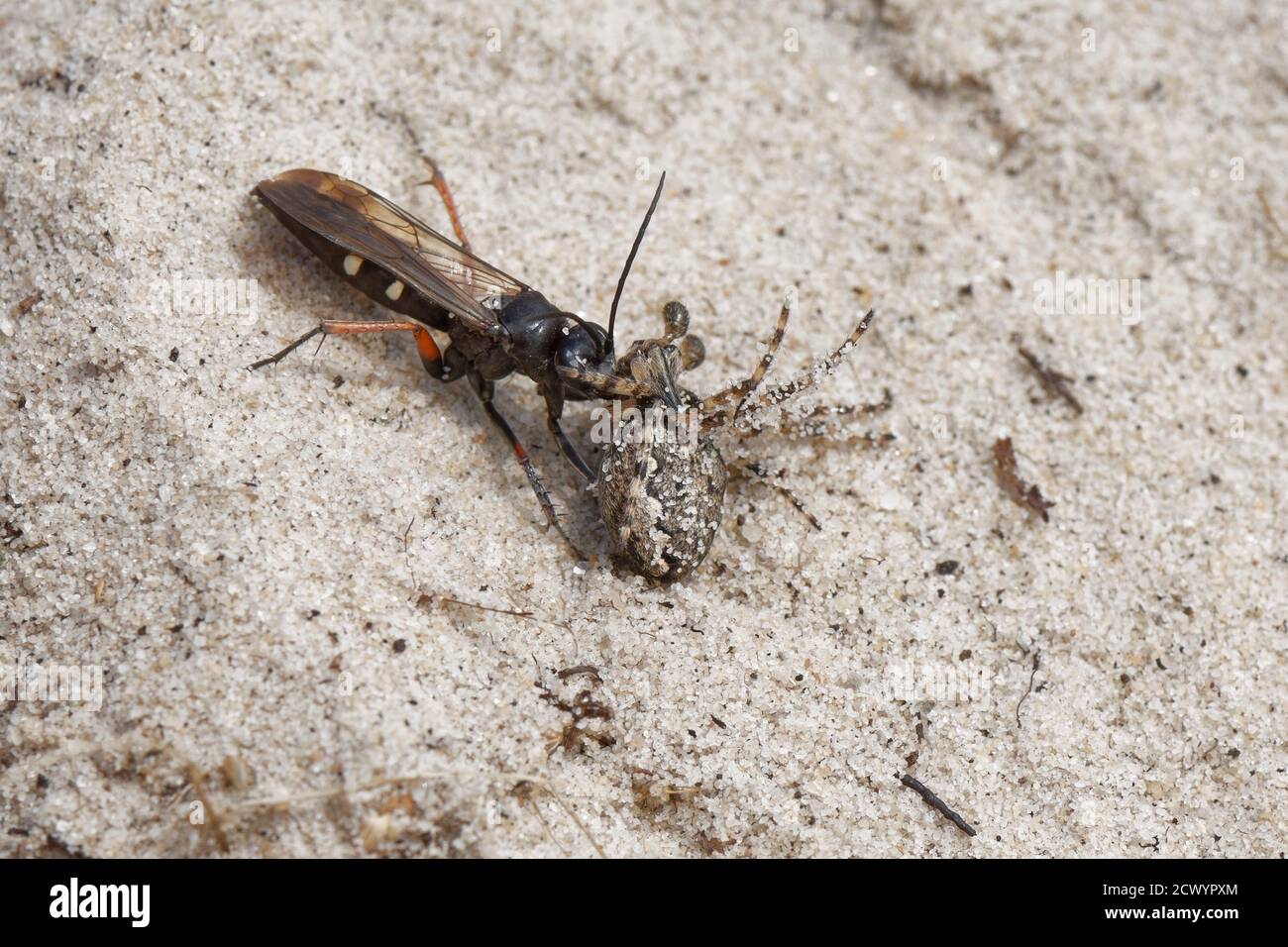 Red-legged spider wasp (Episyron rufipes) dragging a Missing sector orb weaver (Zygiella x-notata) to its nest burrow in sandy heathland, Dorset, UK Stock Photo