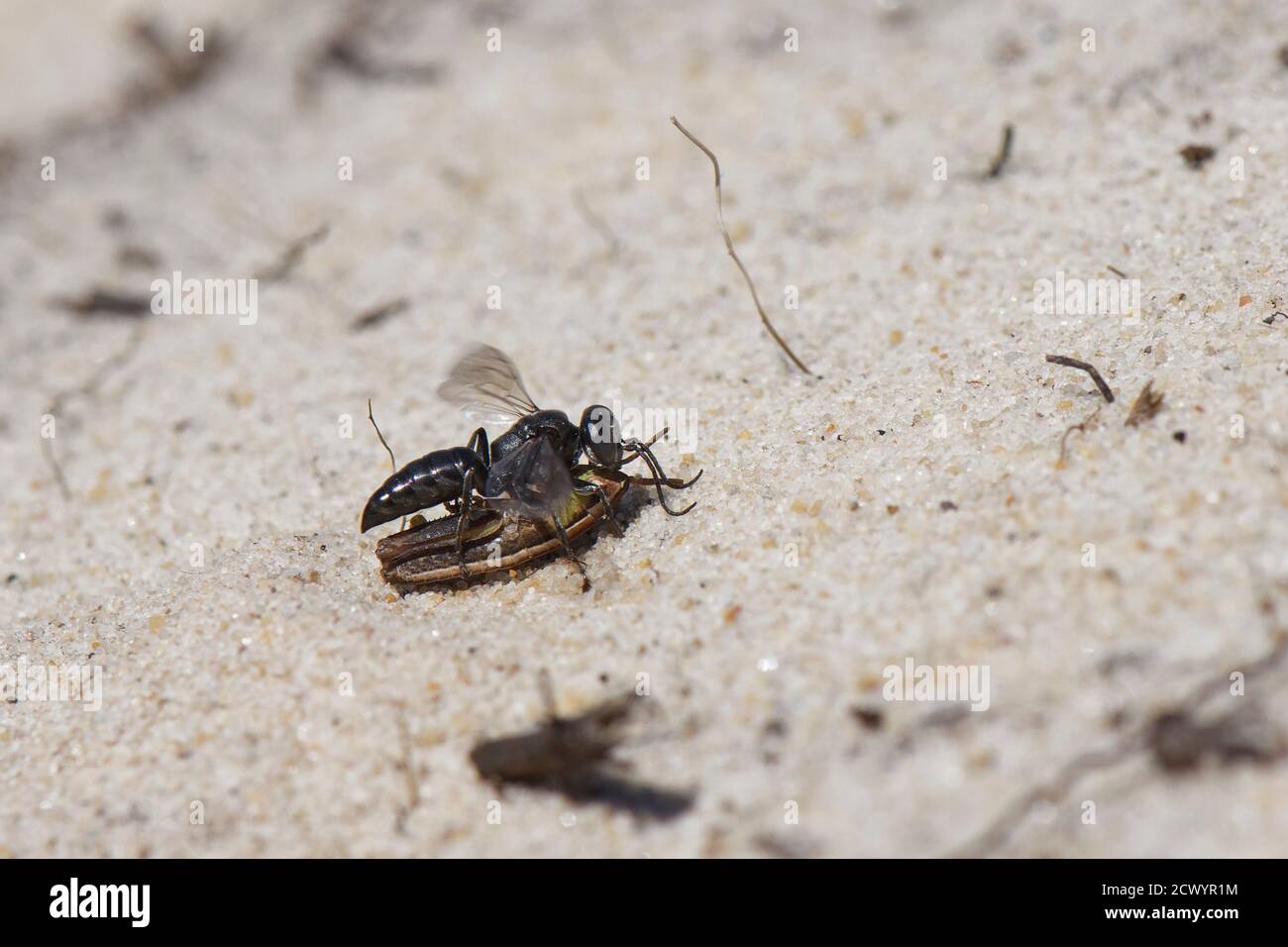 Black grasshopper grabber wasp (Tachysphex nitidus) landing near a nest burrow in sand dunes with grasshopper prey to feed its larvae, Dorset, UK. Stock Photo