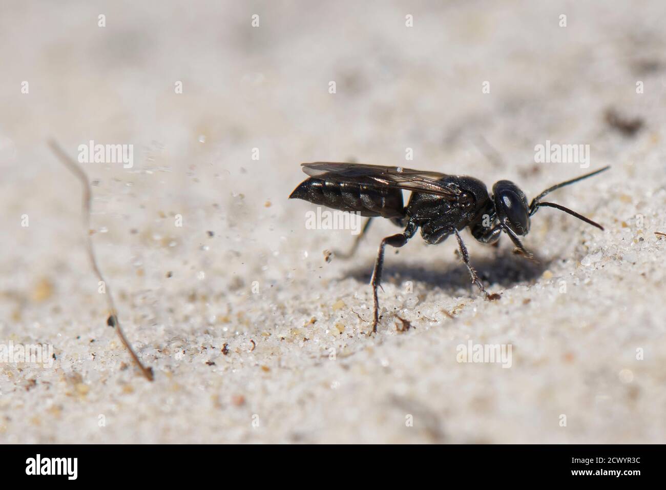 Black grasshopper grabber wasp (Tachysphex nitidus) hiding its nest burrow excavated in coastal sand dunes by kicking sand over the entrance Dorset UK Stock Photo