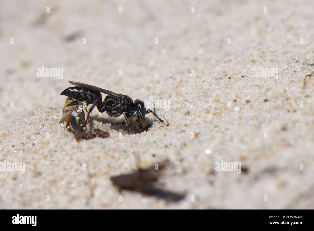 Black grasshopper grabber wasp (Tachysphex nitidus) opening its nest burrow entrance in coastal sand dunes before pulling in grasshopper prey, Dorset Stock Photo