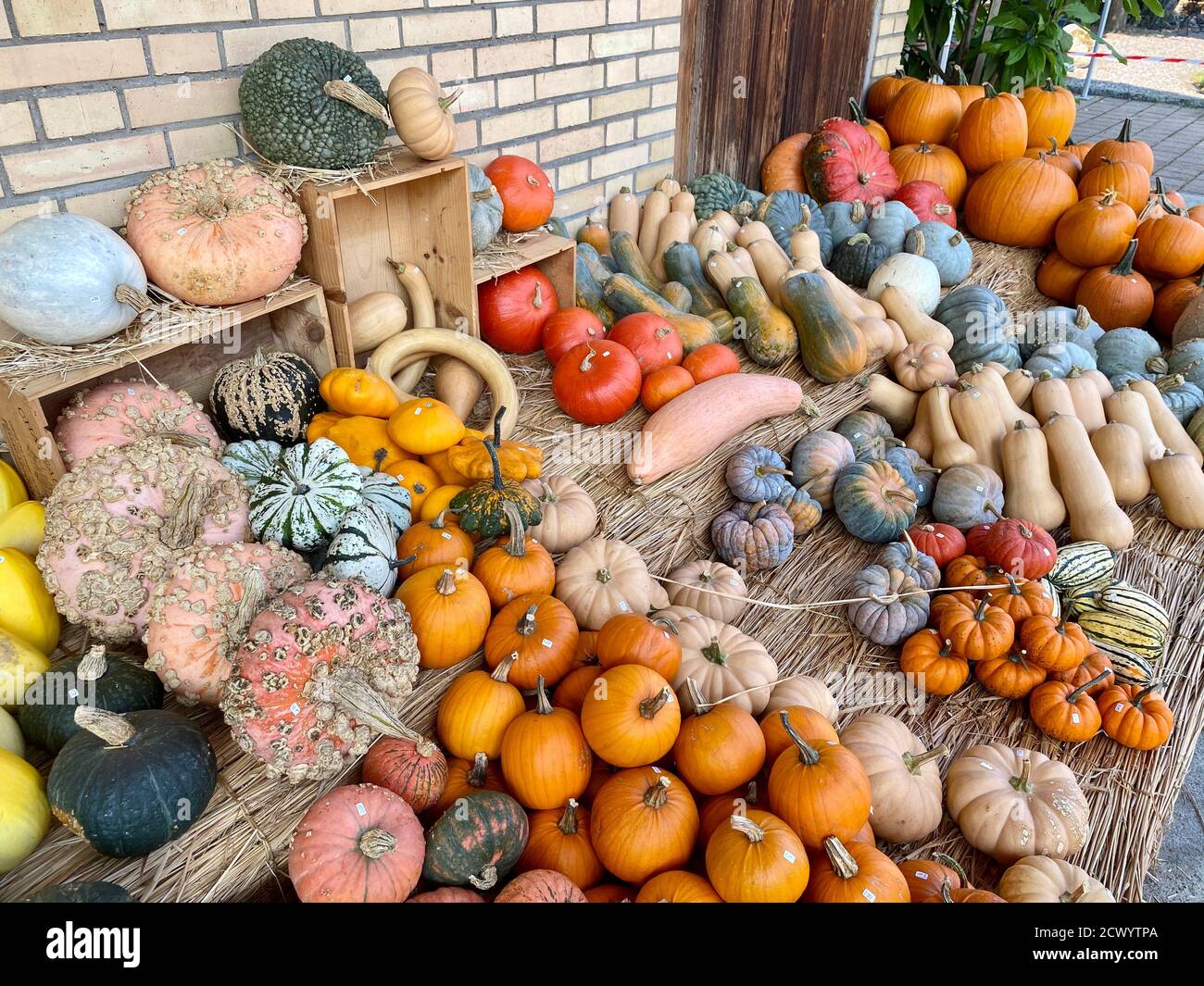 Vegetables ood shape hi-res stock photography and images - Alamy