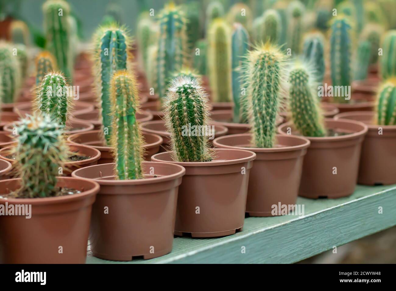 A lot of potted small cactus plants sale on store counter Stock Photo
