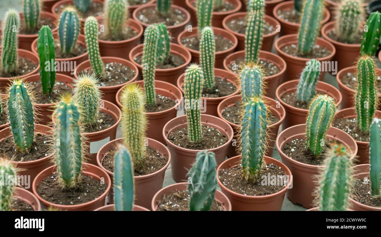 Many potted cactuses background. Selective focus Stock Photo