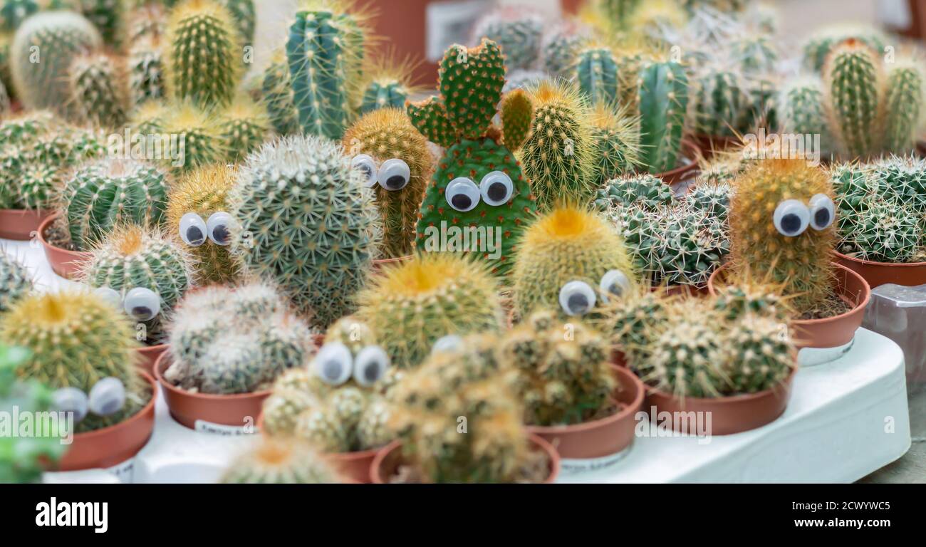 Funny faces of prickly potted cactuses with eyes. Different cacti in flowerpots on plant store counter Stock Photo