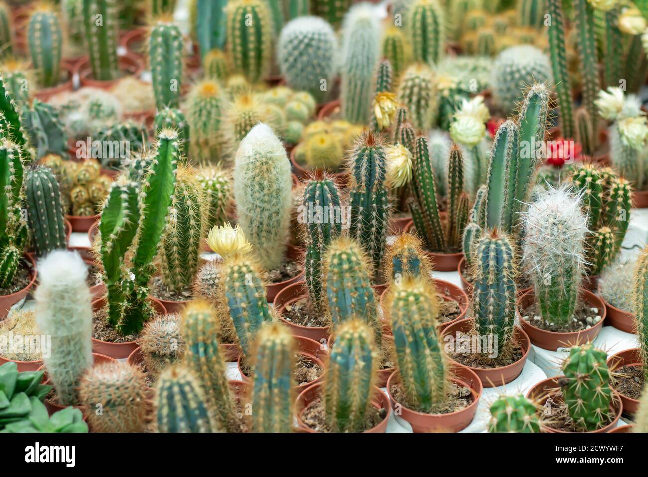 Collection of mini potted cactuses in a plant market. Selective focus Stock Photo