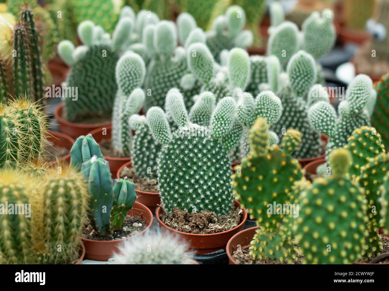 Lots of different cactus plants in pots in greenhouse. Cacti background. Selective focus Stock Photo