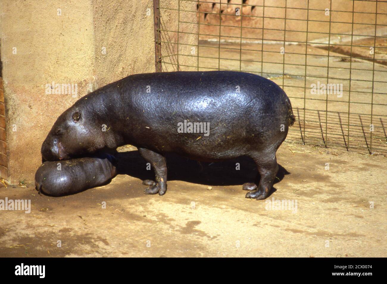 Pygmy hippoptamus (Choeropsis liberiensis) with calf at Johannesburg zoo, South Africa 1981 Stock Photo