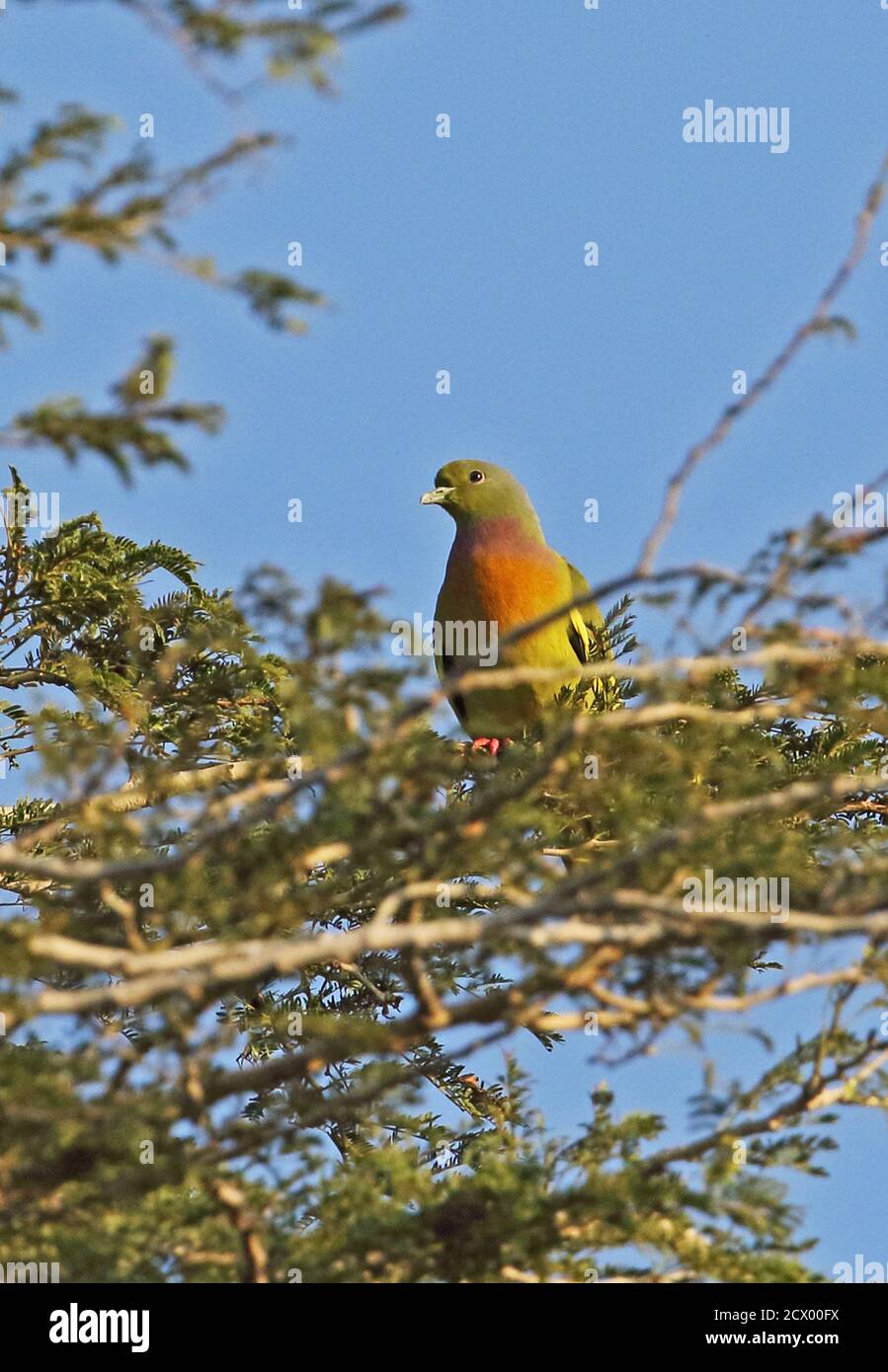 Pink-necked Green-pigeon (Treron vernans vernans) adult male perched on branch  Bali Barat NP, Bali, Indonesia      July Stock Photo