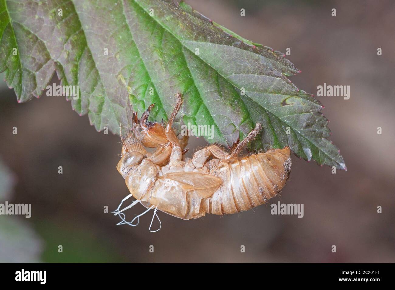 All that remains is the empty shell of a cicada. The shell still hangs  precariously from a leaf. Stock Photo