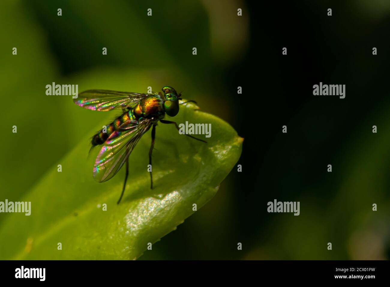 Close up image of a Condylostylus caudatus fly on a leaf. Macro lens image shows the details of the slim, hairy body, vibrant metallic green color and Stock Photo