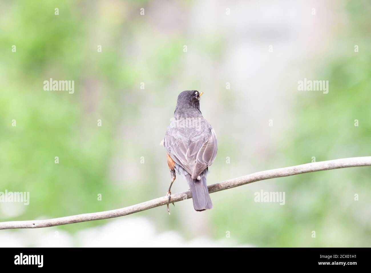 The backside of an American robin perched on a branch. Stock Photo