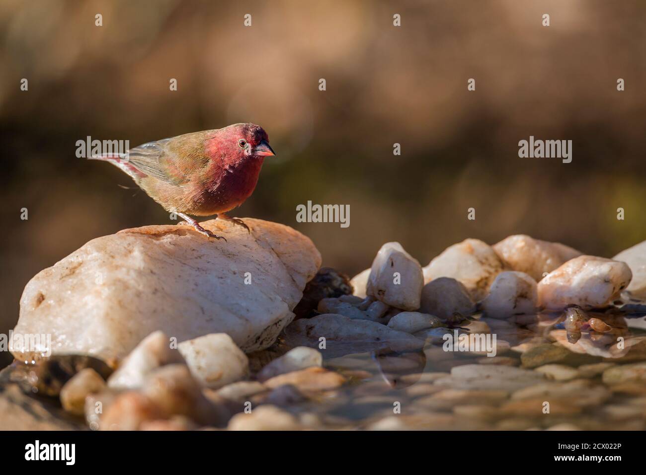 Red-billed Firefinch male standing at waterhole in Kruger National park, South Africa ; Specie family Lagonosticta senegala of Estrildidae Stock Photo