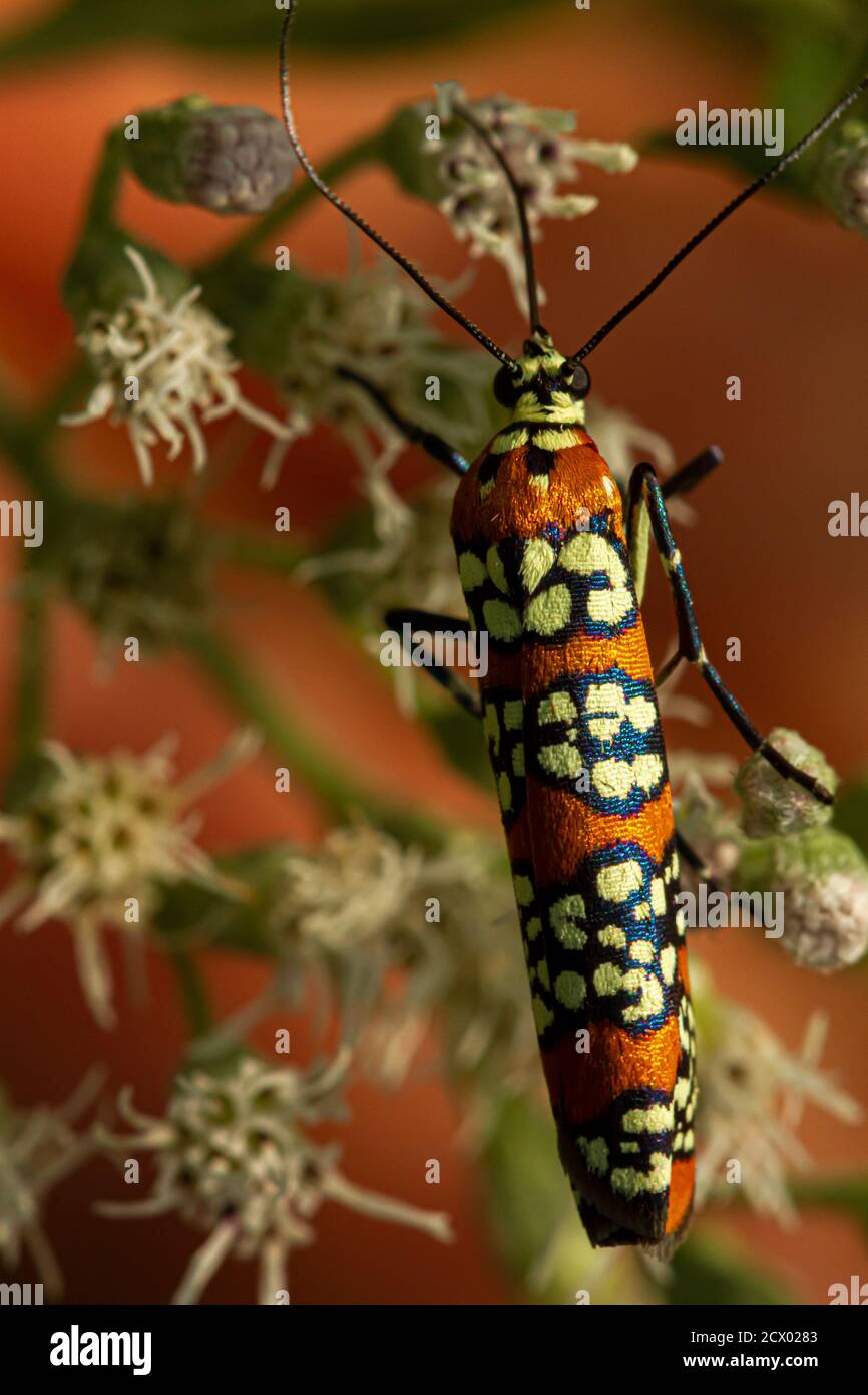 macro image of a Ailanthus worm Moth (Atteva Aurea) on white common