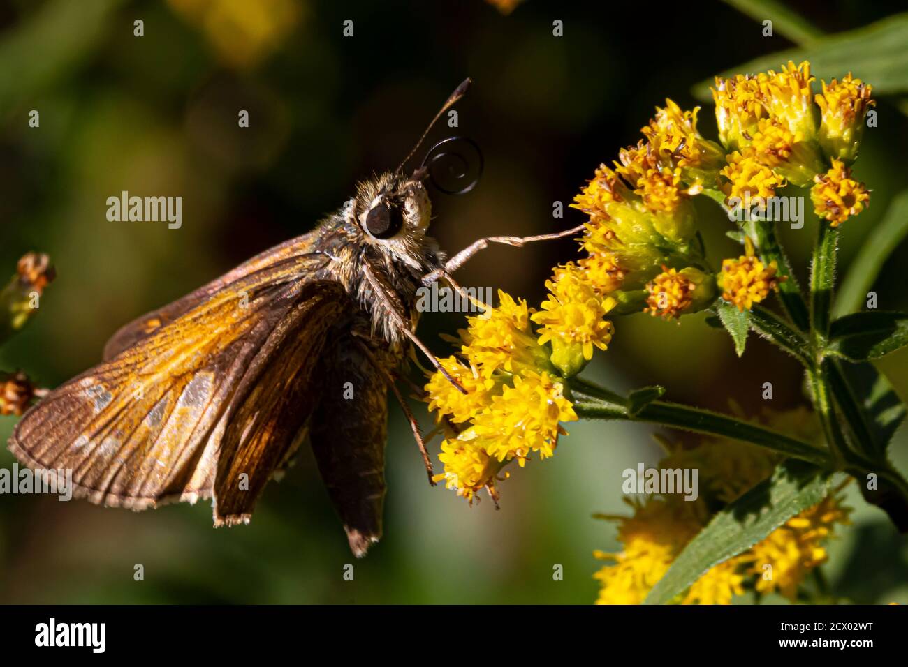 Close up isolated macro image of a male  Atalopedes campestris (Sachem) butterfly on yellow flower. The insect is fully covered with pollens. It is su Stock Photo