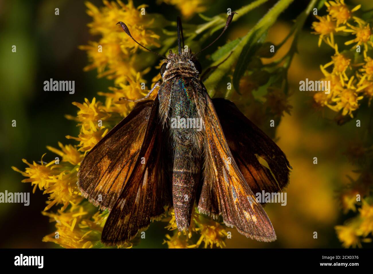 Close up isolated macro image of a male  Atalopedes campestris (Sachem) butterfly on yellow flower. The insect is fully covered with pollens. It is su Stock Photo