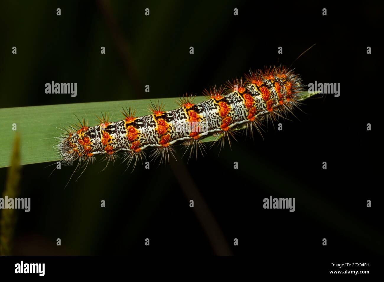 Close up macro lens image of Lymantria dispar dispar (Gypsy moth caterpillar) that has white cylindrical body with red warts and torn like spikes. Thi Stock Photo