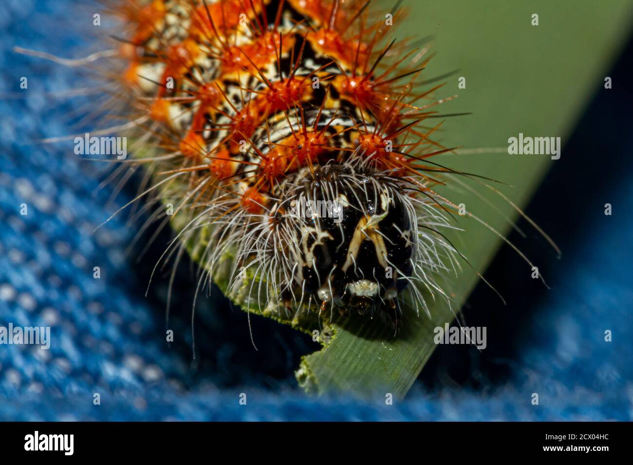 Closeup macro lens head shot image of Lymantria dispar dispar (Gypsy moth caterpillar) that has white cylindrical body with red warts and torn like sp Stock Photo