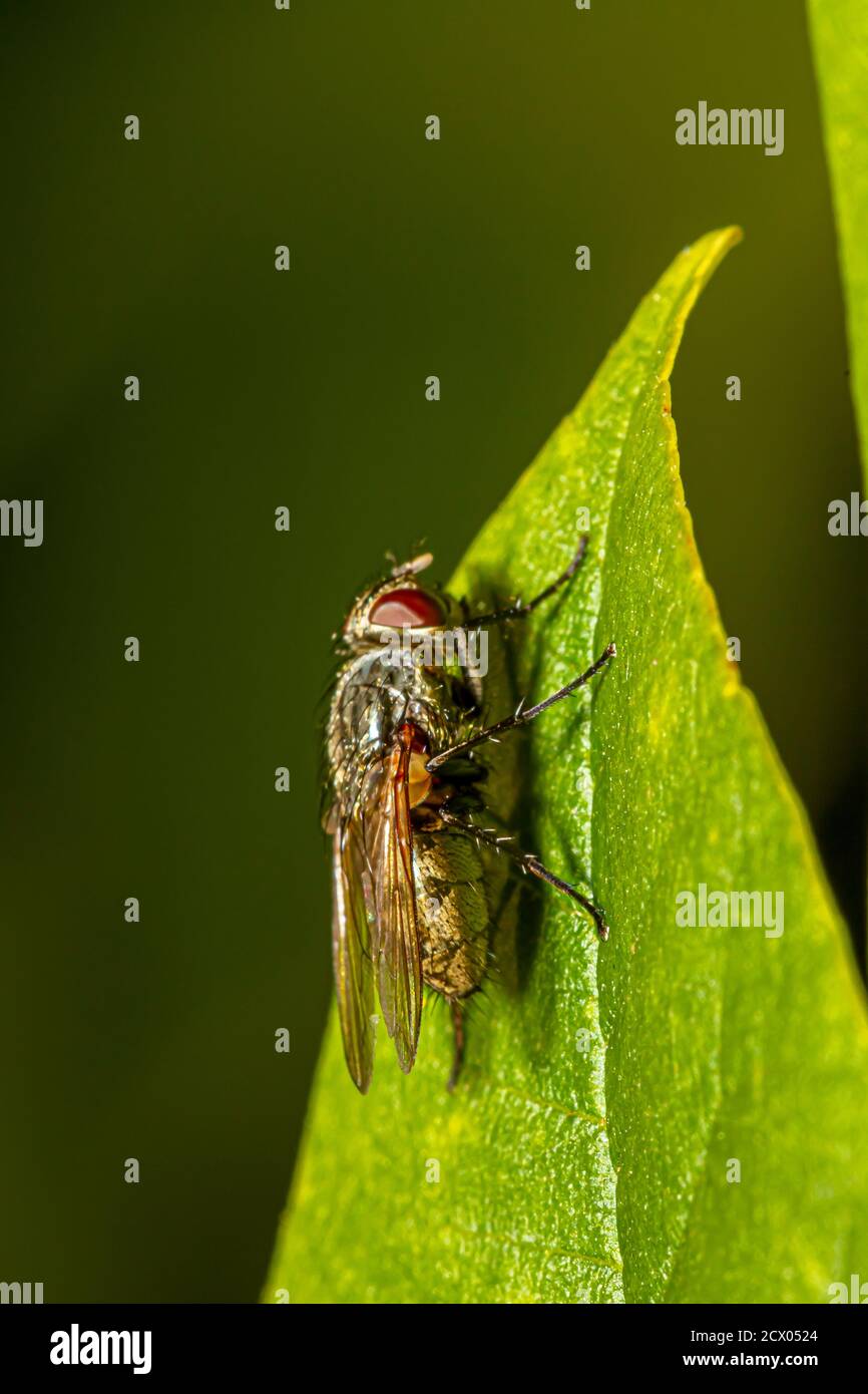 side view macro image of a household fly on a green leaf outside. Image features the details of the hairy body, compound eyes as well as the padded fe Stock Photo