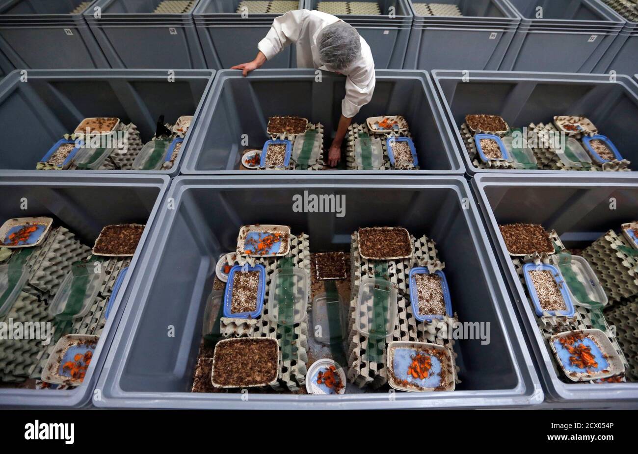 An employee inspects crickets at the Micronutris plant in Saint Orens de Gameville, southwestern France, February 24, 2014. According to Micronutris, the company is the only firm in Europe that raises insects for human consumption. The insects are sold live, dehydrated or rendered into a flour-like powder for use in pastries. REUTERS/Regis Duvignau (FRANCE - Tags: ANIMALS FOOD SOCIETY BUSINESS) Stock Photo