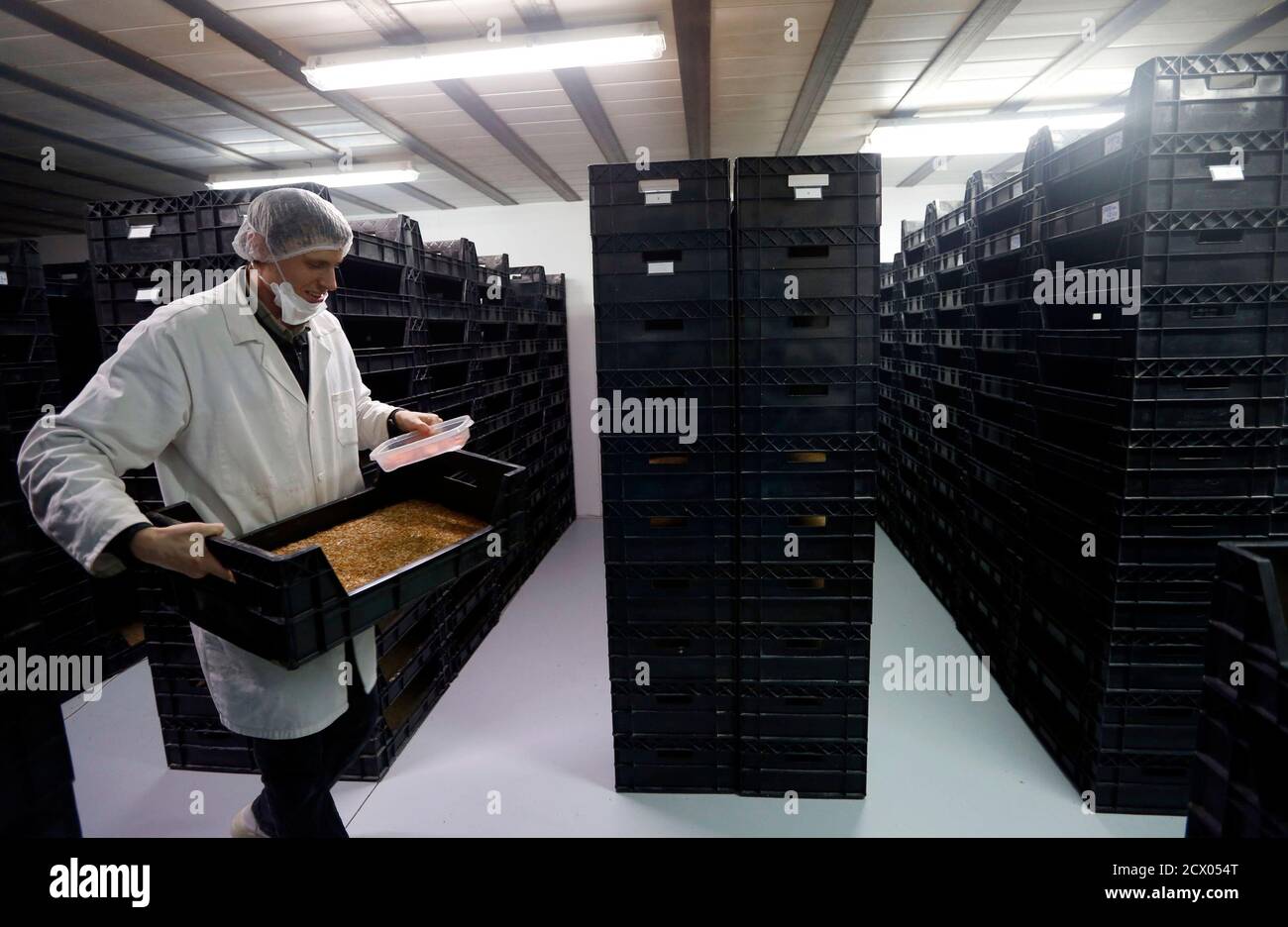 An employee works at the Micronutris plant in Saint Orens de Gameville, southwestern France, February 24, 2014. According to Micronutris, the company is the only firm in Europe that raises insects for human consumption. The insects are sold live, dehydrated or rendered into a flour-like powder for use in pastries. REUTERS/Regis Duvignau (FRANCE - Tags: ANIMALS FOOD SOCIETY BUSINESS) Stock Photo