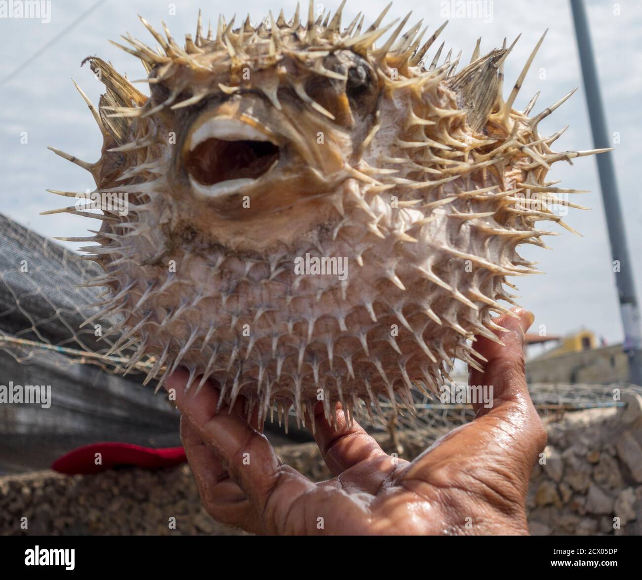 Spiky Porcupinefish held in the hand of a fisherman who caught it off the coast of Cartegena, Colombia Stock Photo