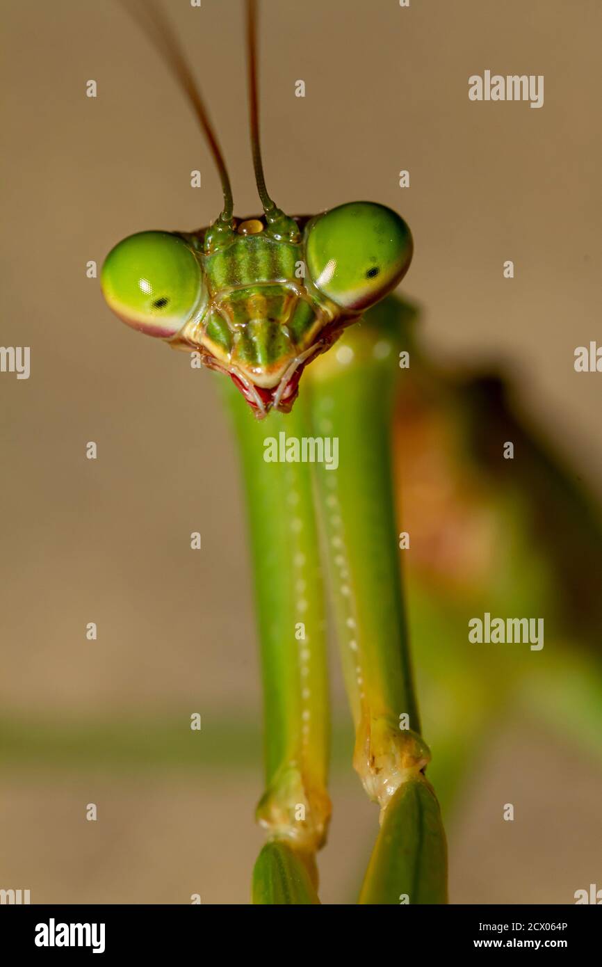 A head shot close up macro lens image of an adult Chinese mantis (Tenodera sinensis) on a plant. Image shows details of its compound eye, mouth pieces Stock Photo