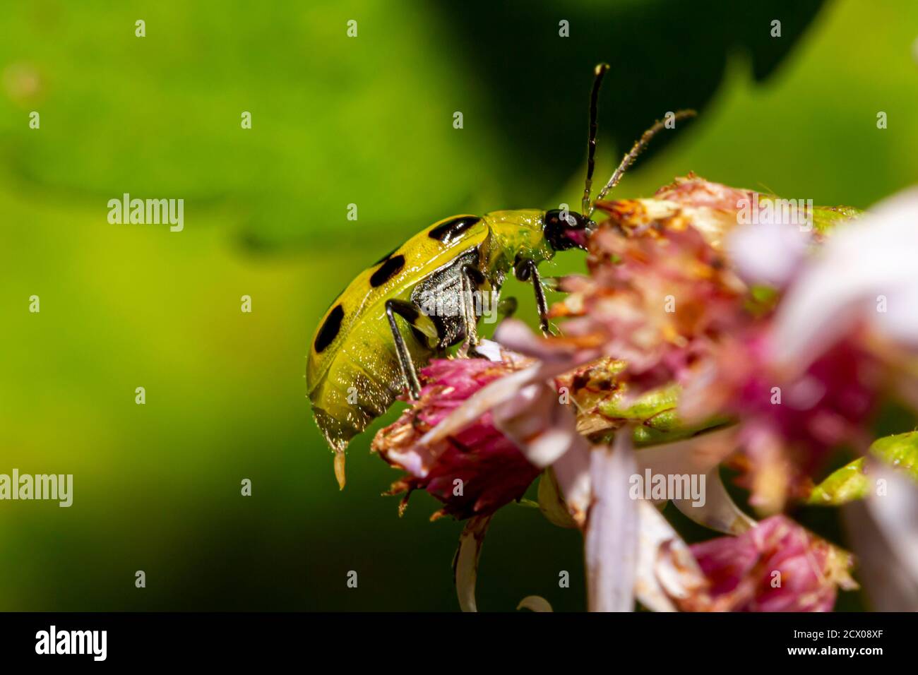 Diabrotica undecimpunctata (southern corn rootworm) a.k.a. spotted cucumber beetle is an agricultural pest that eats roots, bodies and flowers of crop Stock Photo