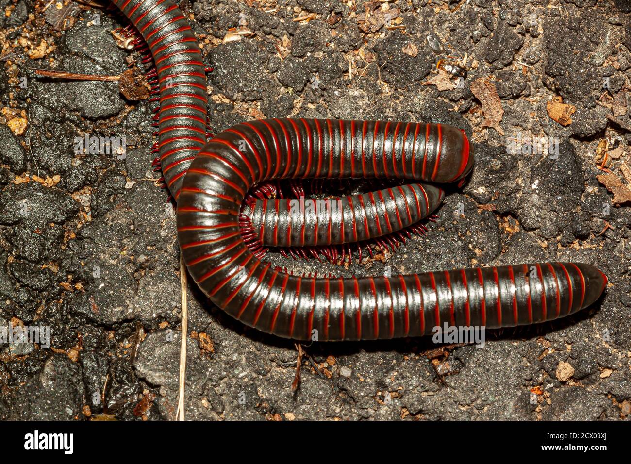 Close up isolated macro image of two Narceus americanus (American giant millipedes) mating on a rock in Shenandoah National Park. This is a gray worm Stock Photo