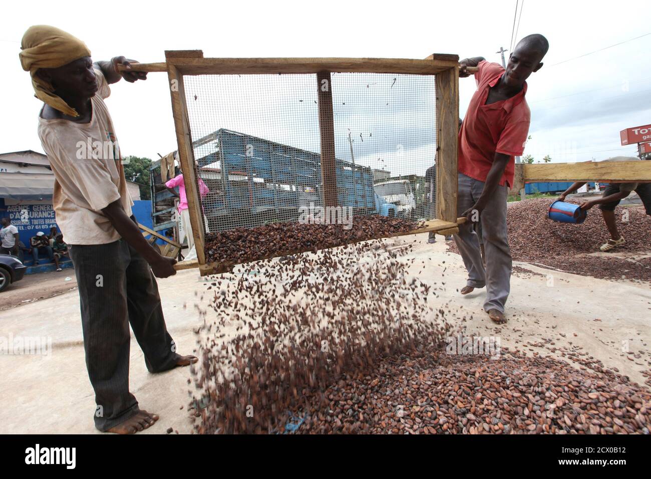 Worker sort cocoa beans in Duekoue May 18, 2011. Ivory Coast's cocoa industry, which feeds some 40 percent of global demand, was badly hit by the country's internal strife, which only eased when forces loyal to Alassane Ouattara, rival to former president Laurent Gbagbo, captured Gbagbo from his home last month, with the help of the French military. EU and U.S. sanctions on Gbagbo and his aides, plus a call for a cocoa ban by Ouattara, effectively shut down exports for three months. The banking system collapsed, leaving cocoa traders with no cash to pay farmers. To match feature IVORYCOAST-FAR Stock Photo