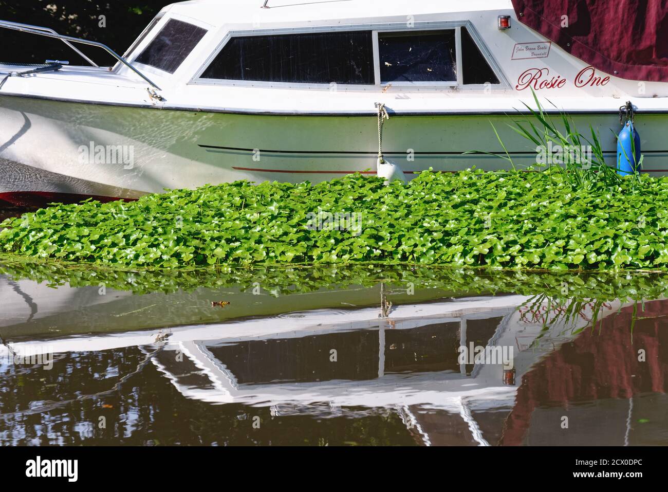 Floating Pennywort, Hydrocotyle ranunculoides surrounding the hull of a moored river craft on the River Wey Navigation at New Haw Surrey England UK Stock Photo