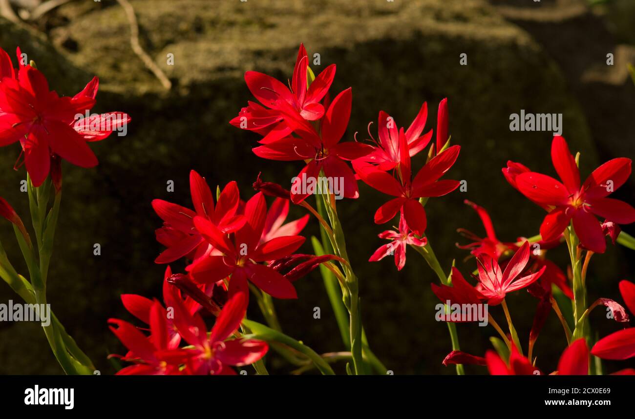 Hesperantha coccinea, river lily, or crimson flag lily Stock Photo