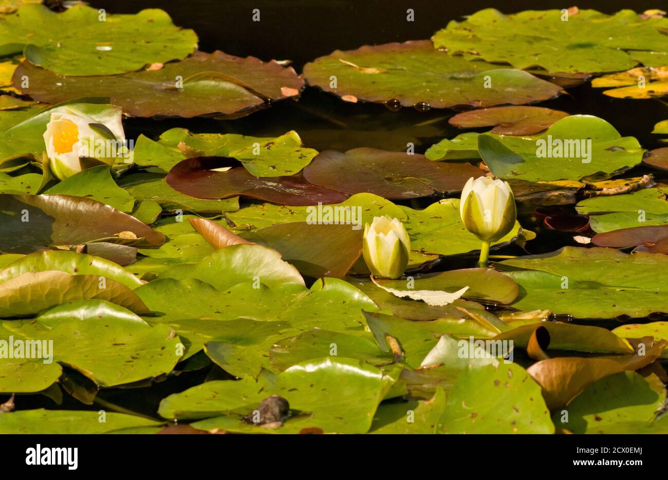Nymphaea ‘Gladstoniana’ white water lily Stock Photo